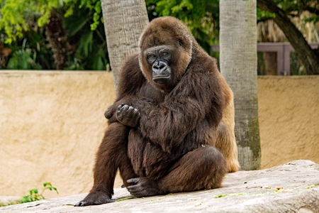Seated Gorilla Looking into the Camera at the Gladys Porter Zoo, Brownsville, Texasの写真素材
