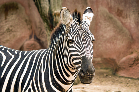 Closeup of a Grant's Zebra posing at the zooの写真素材