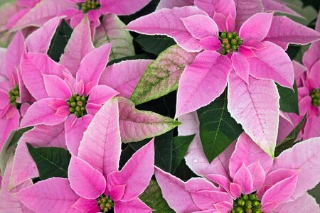 Display of  Pink Poinsettias at a Greenhouseの写真素材