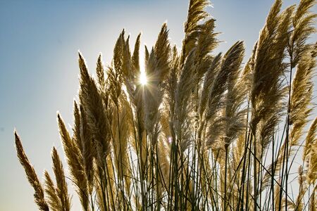 Golden reeds blowing in the wind at the beach with a sunburst shining throughの写真素材
