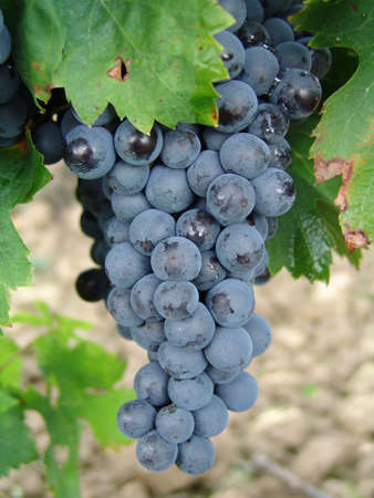 Grapes