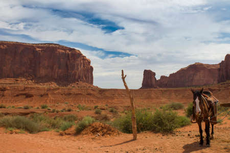 Horse in monument valleyの写真素材