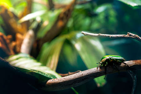 Insect on branchの写真素材