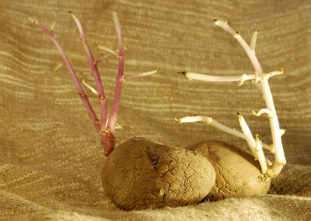                  potatoes plantsの写真素材
