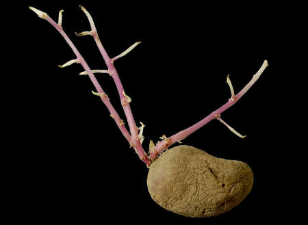                  potato plantの写真素材