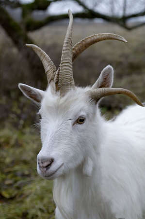               White goat, head with four hornsの写真素材