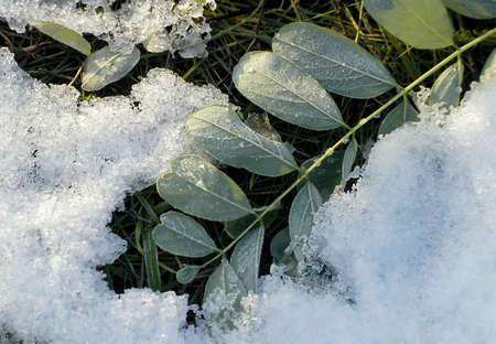               Frosty leavesの写真素材