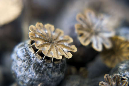 poppy headsの写真素材