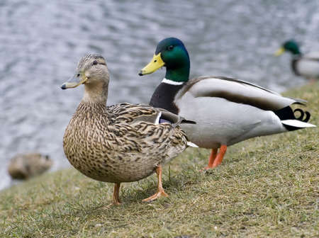two ducksの写真素材