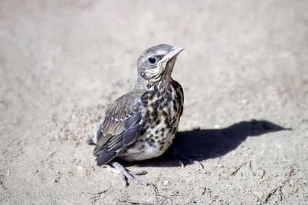 Hatch thrush                               の写真素材