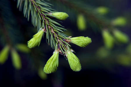 Branch of fir with youthful needlesの写真素材