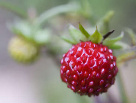 Close up of wild strawberryの写真素材