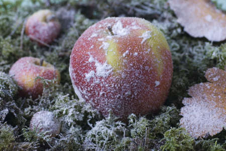 the Christmas apple and leaves are covered with hoarfrostの写真素材