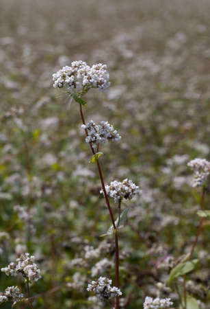 Buckwheatの写真素材