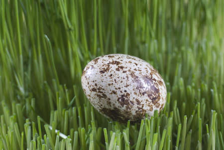Quail egg in green grassの写真素材