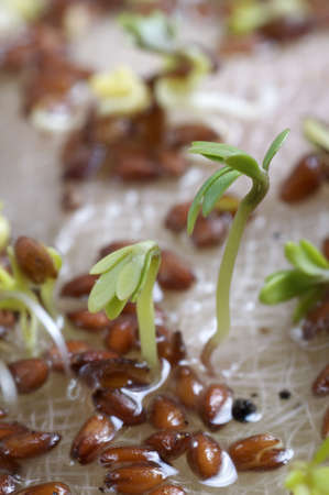 germinating seedlings