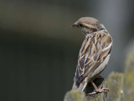 portrait of pet sparrowの写真素材