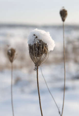 dry plants in snowの写真素材