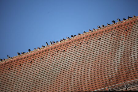 a lot of birds sitting on a red roof  blue sky in the background  の写真素材