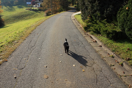 a cat walks down the street in autumnの写真素材