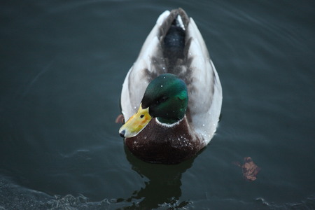 duck looks around and swims in a cold river の写真素材