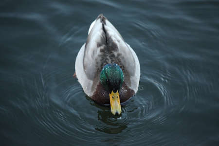 a duck swims in a cold river in berlinの写真素材
