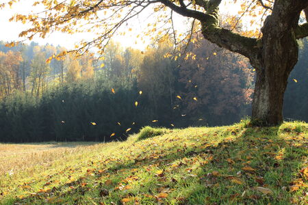 golden leaves fall down in a beautiful landscape with green field and a forest in the back の写真素材