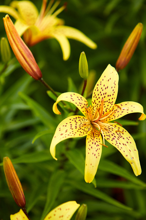 Blossoming lilies on a summer dayの写真素材
