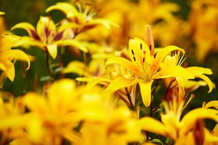Blossoming lilies on a summer dayの写真素材