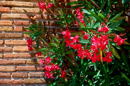 Leaves on brick wall for wallpaper. Natural texturesの写真素材