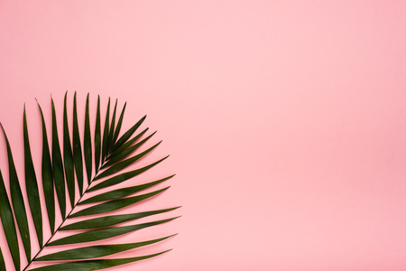 Trendy summer tropical leaves on pink background.  Bright summer color. Minimal styleの写真素材