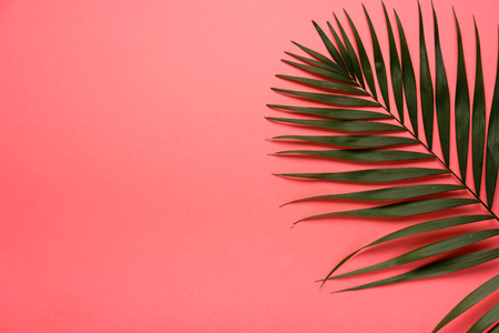 Trendy summer tropical leaves on pink background.  Bright summer color. Minimal styleの写真素材
