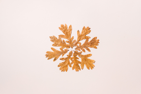 Creative layout of colorful autumn leaves. Flat layの写真素材