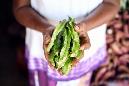 Farmer Hold Fresh Green Psophocarpus Pods in Hand. Tropical Thailand Organic Vegetable Harvest Local...