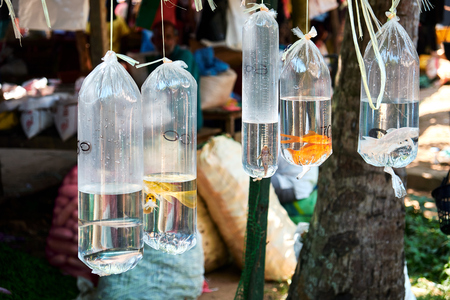 Goldfish in Platic Bag Hanging Oriental Zoo Market. Tropical Street Retail Pet Shop for Aquatic Hobby. Traditional Asian Small Aqua Bazaar for City Tourism. Colorful Animal Tradingの写真素材