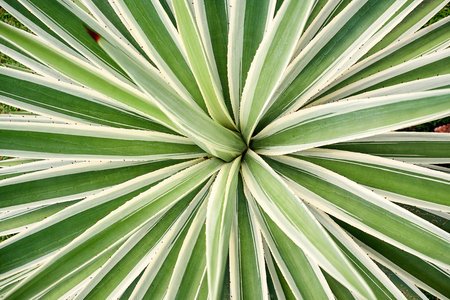 Agave Angustifolia or Vivipara Close-up Image. Stiffly Erect Leaves with Moderately-spaced Spines of Most Species have Sharp Marginal Teeth. Extremely Terminal and are Very Fibrous Insideの写真素材