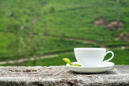 White Drink Cup Isolated on Plantation Background. Ceramic Mug with Freshness Sweet Hot Beverage Decorated Green Leaves Tea on Plate. Traditional Energy Aromatic Breakfast Nutritionの写真素材