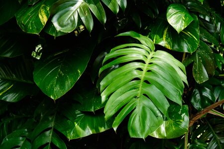 Botanical Nature Green Tropical Leaves Monsteraの写真素材
