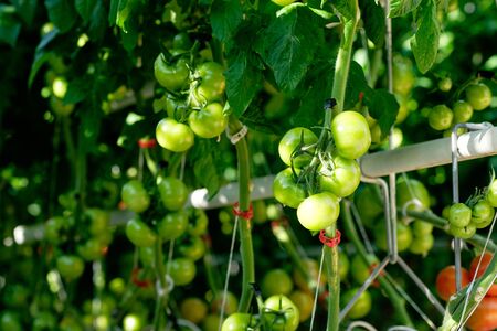 Greenhouse Path between Grown Tomatoes Plants. Growing Agricultural Green Unripe Vegetable. Eco Organic Rawfoodist Food Product Bush in Hothouse. Warm House Big Plantation of Raw Healthy Nutritionの写真素材