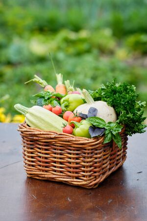 Basket full of Harvest Organic Vegetables and Root in a Garden. Autumn Vegetable Harvest.の写真素材