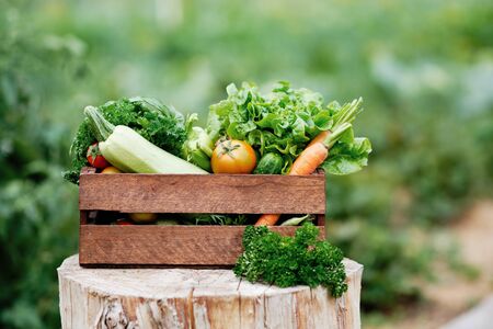 Basket full of Harvest Organic Vegetables and Root on Organic Bio Farm. Autumn Vegetable Harvest.の写真素材