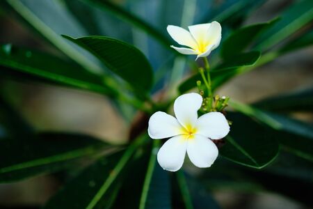 Frangipani White Tropical Aroma Flower Tree. Plumeria Yellow Blossom for Relax Zen Therapy Resort at Sri Lanka or Thai. Summer Beautiful Petal on Green Leaf. Exotic Floral Bloom Scentの写真素材