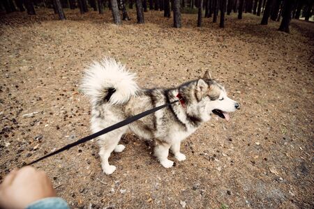Young Girl with her Dog, Alaskan Malamute, Outdoor at Autumn. Domestic pet. Husky