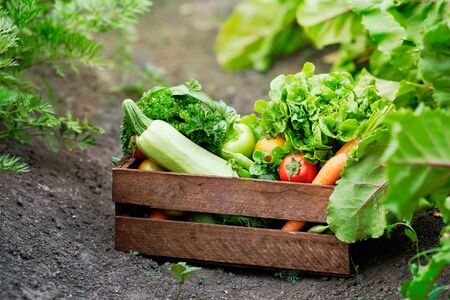 Basket full of Harvest Organic Vegetables and Root on Organic Bio Farm. Autumn Vegetable Harvest.の写真素材