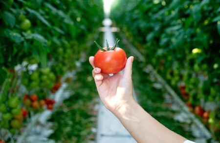 Hand Holding Red Ripe Tomato Grown in Greenhouse. Growing Bunch Agricultural Fresh Natural Vegetable. Woman Hold on Palm Eco Organic Vegetarian Food Product. Raw Freshness Healthy Nutritionの写真素材