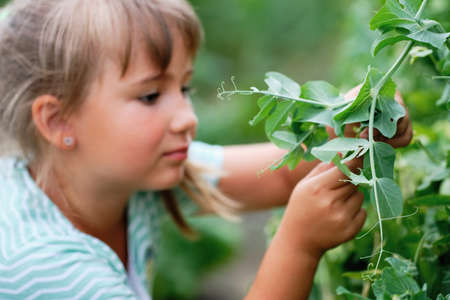 Little girl Picking Green Peas in a Garden. Autumn Vegetable Harvest. Shell peasの写真素材