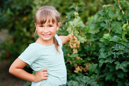 Little girl Picking white Currant Berry in a Garden. Autumn Vegetable Harvest. Bush fruitの写真素材
