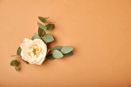 White rose flower on the brown background. Nature. Closeup. View from above.の写真素材