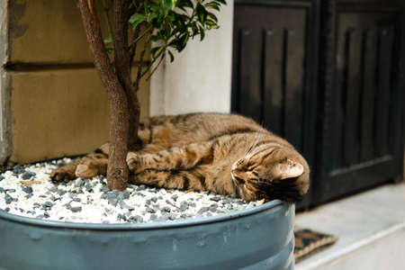 Sleeping cat under a tree on a street in Istanbul, Turkey.の写真素材