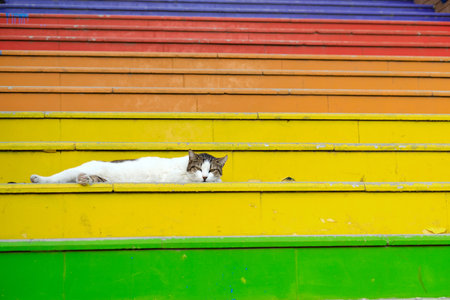 The cat is lying on the famous Rainbow staircase in Istanbul, Turkey. Front view.の写真素材